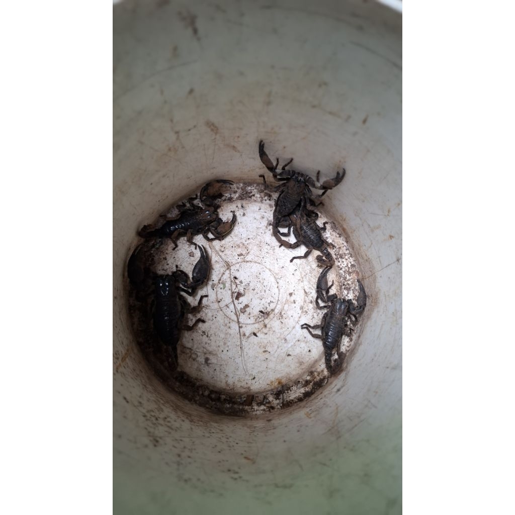 DG KLJKNG Buat Campuran Sadek