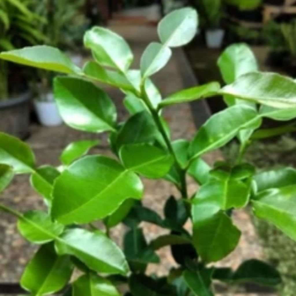 

Daun jeruk purut segar rempah bumbu dapur bumbu masak bumbu sambal pecel petik kebun sendiri 50 gram