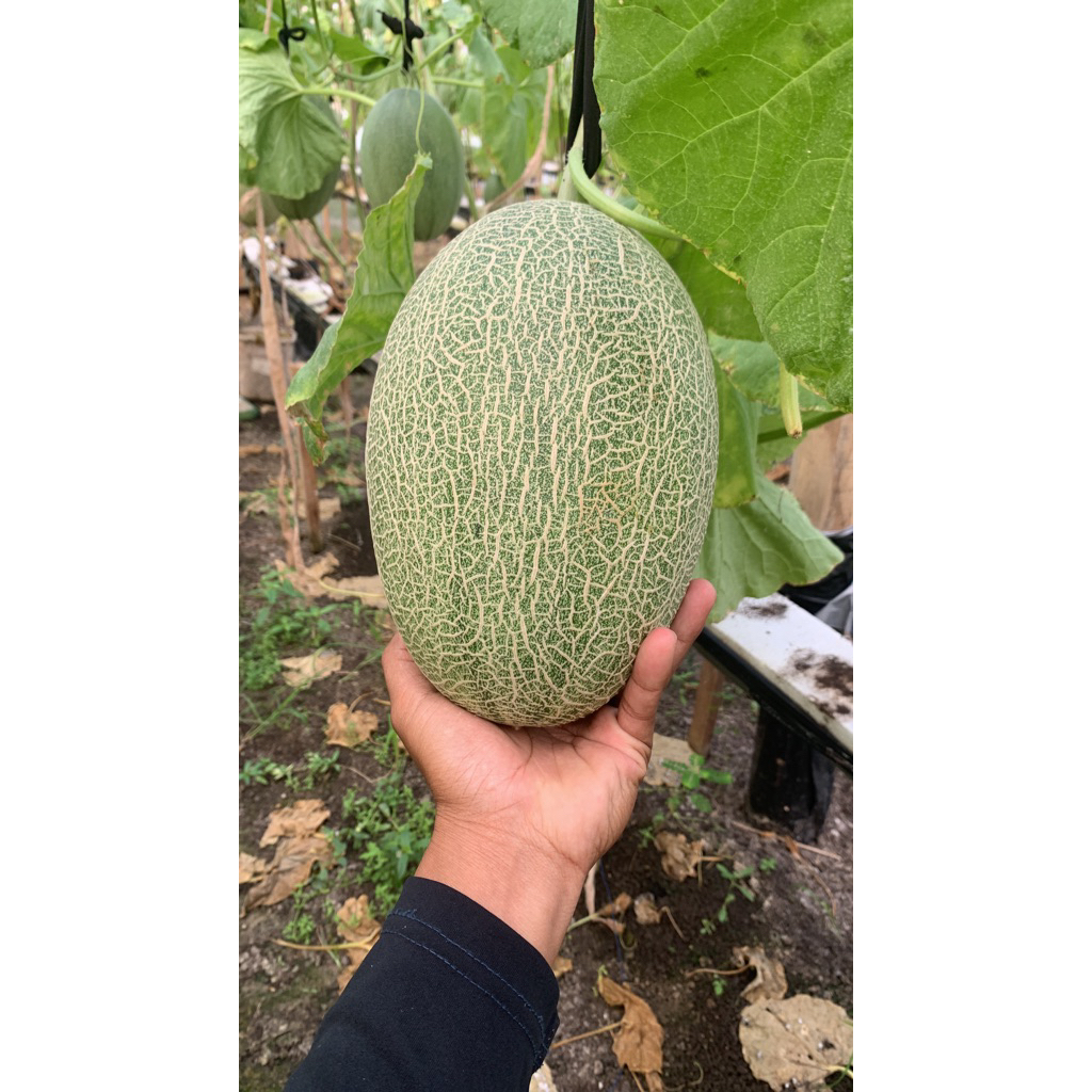 BUAH MELON PREMIUM THE BLUES