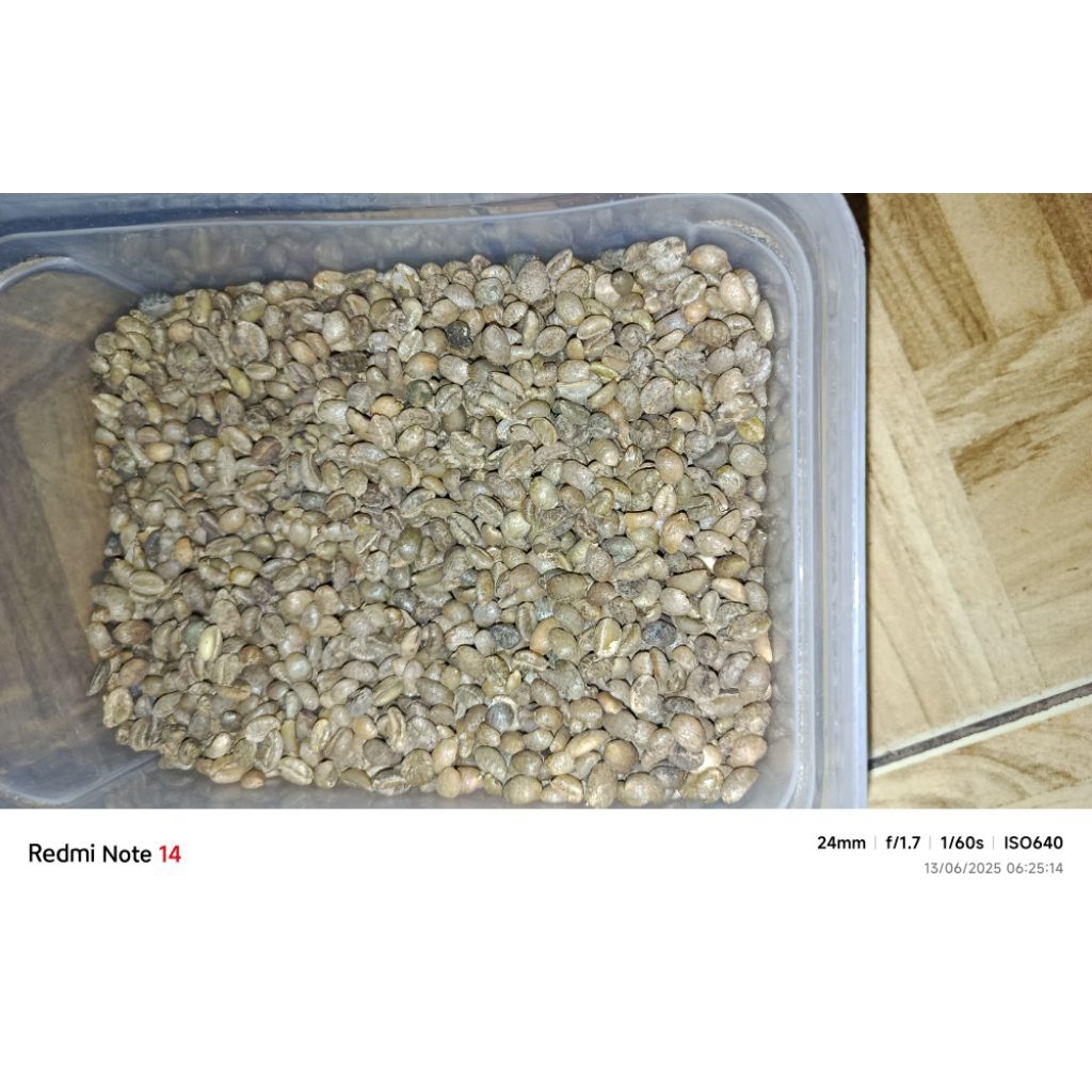 

biji kopi Robusta 20kg