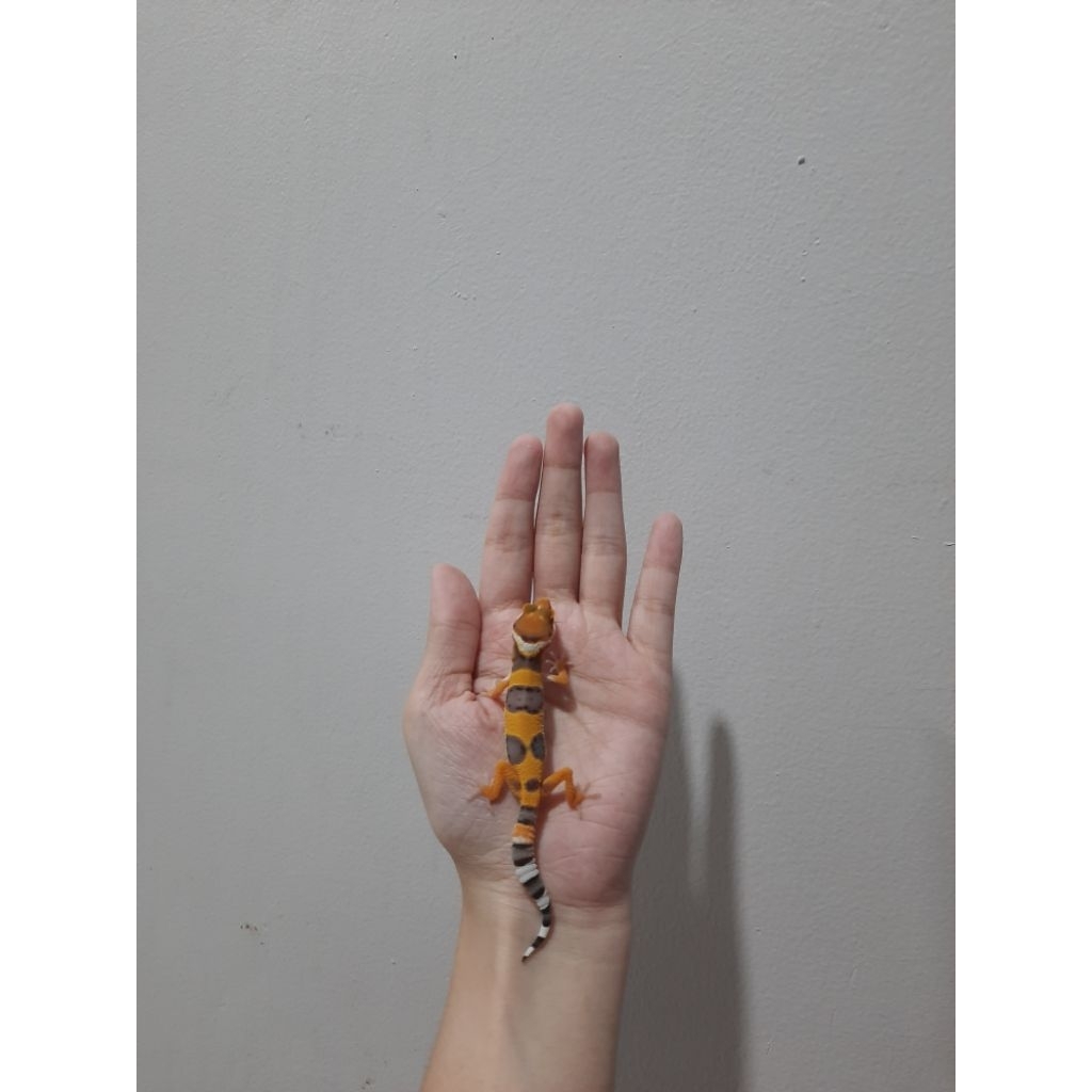 Baby Gecko SHTCT