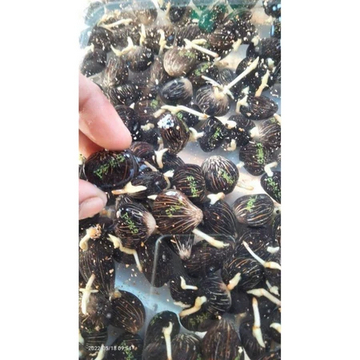 BENIH KECAMBAH SAWIT PPKS 540 NG