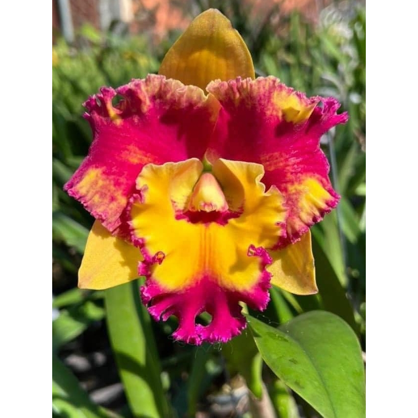 anggrek remaja cattleya bunga hybrid