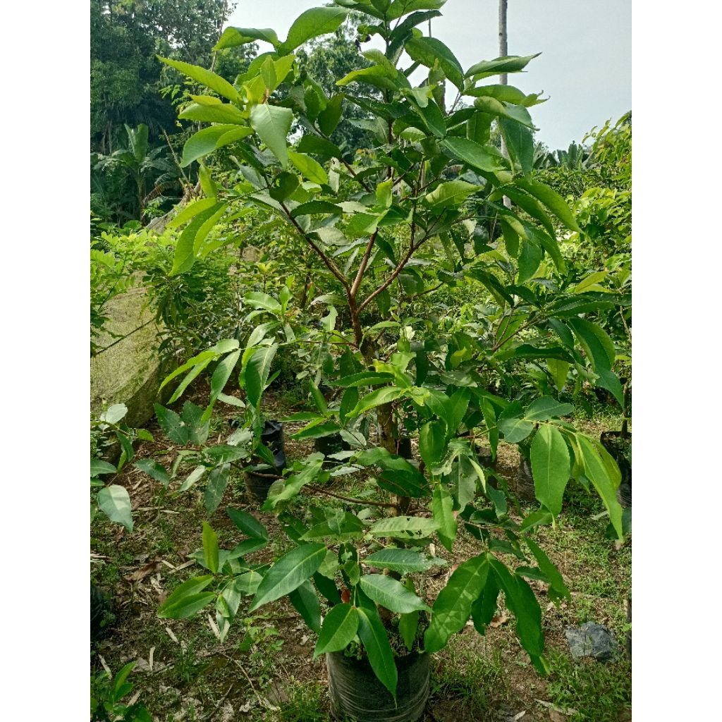 

JAMBU AIR JUMBO CEPAT BERBUAH