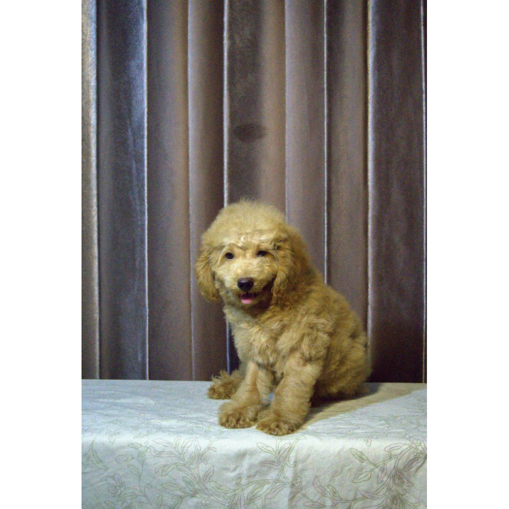 Toy Poodle Apricot Jantan