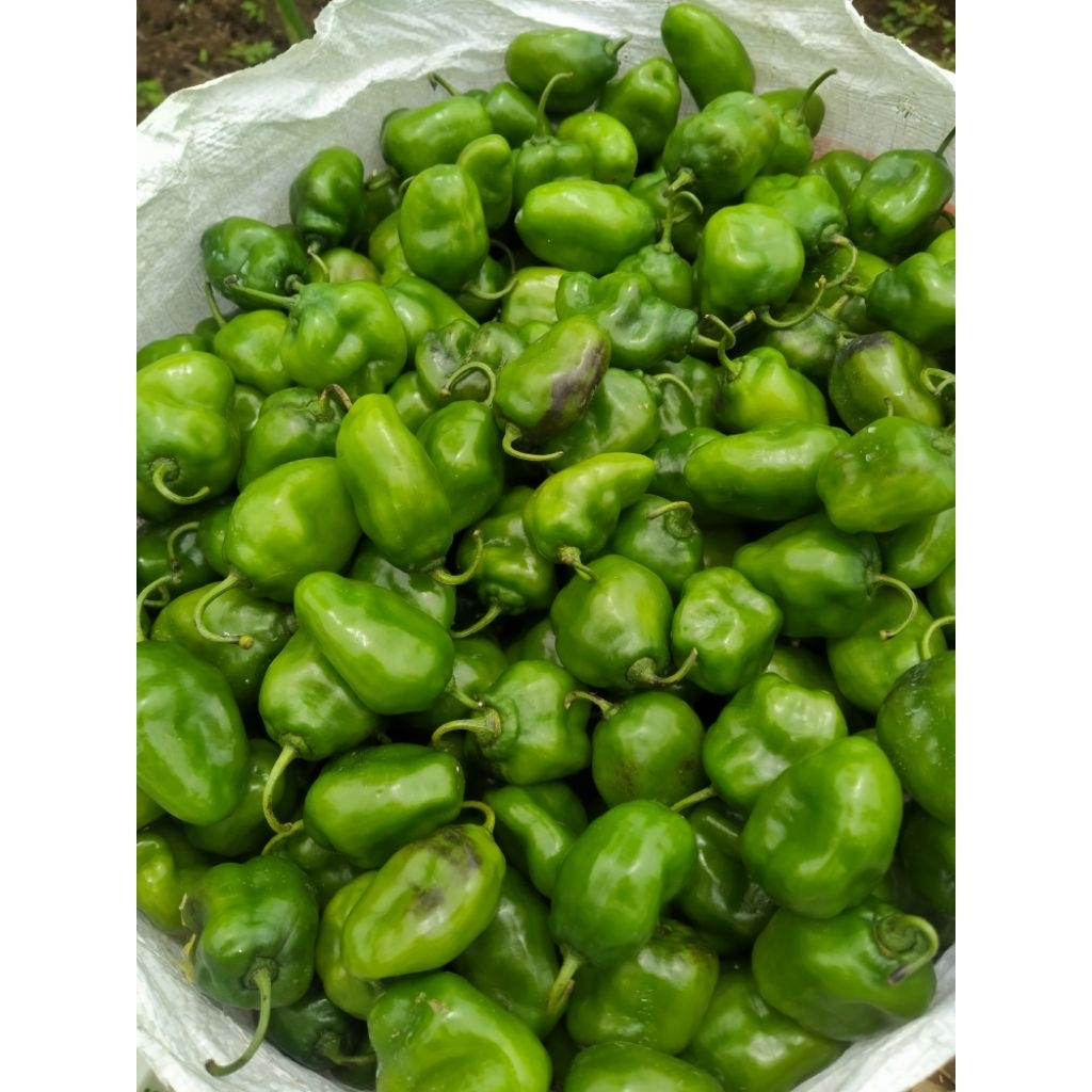 

cabe Gendot Segar bandung 1 kg