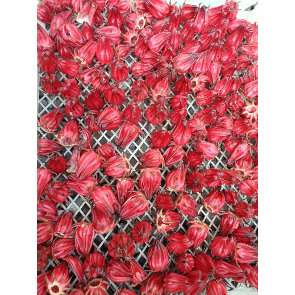 

Bunga Rosela Ungu Kering