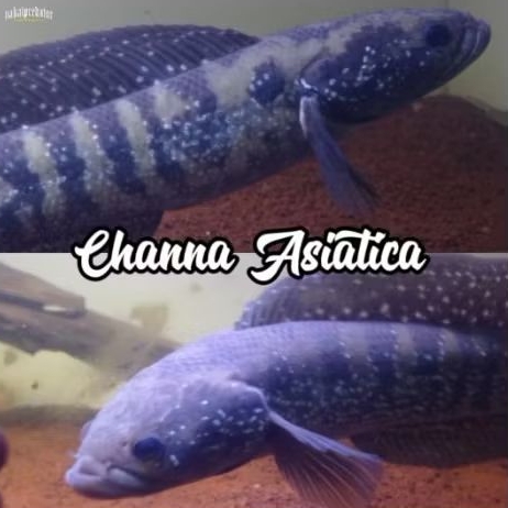 Channa Asiatica WS Jumbo bagus