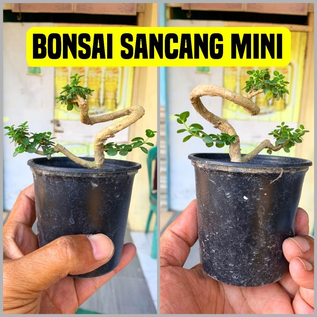 BONSAI SANCANG MINI | TANAMAN SANCANG
