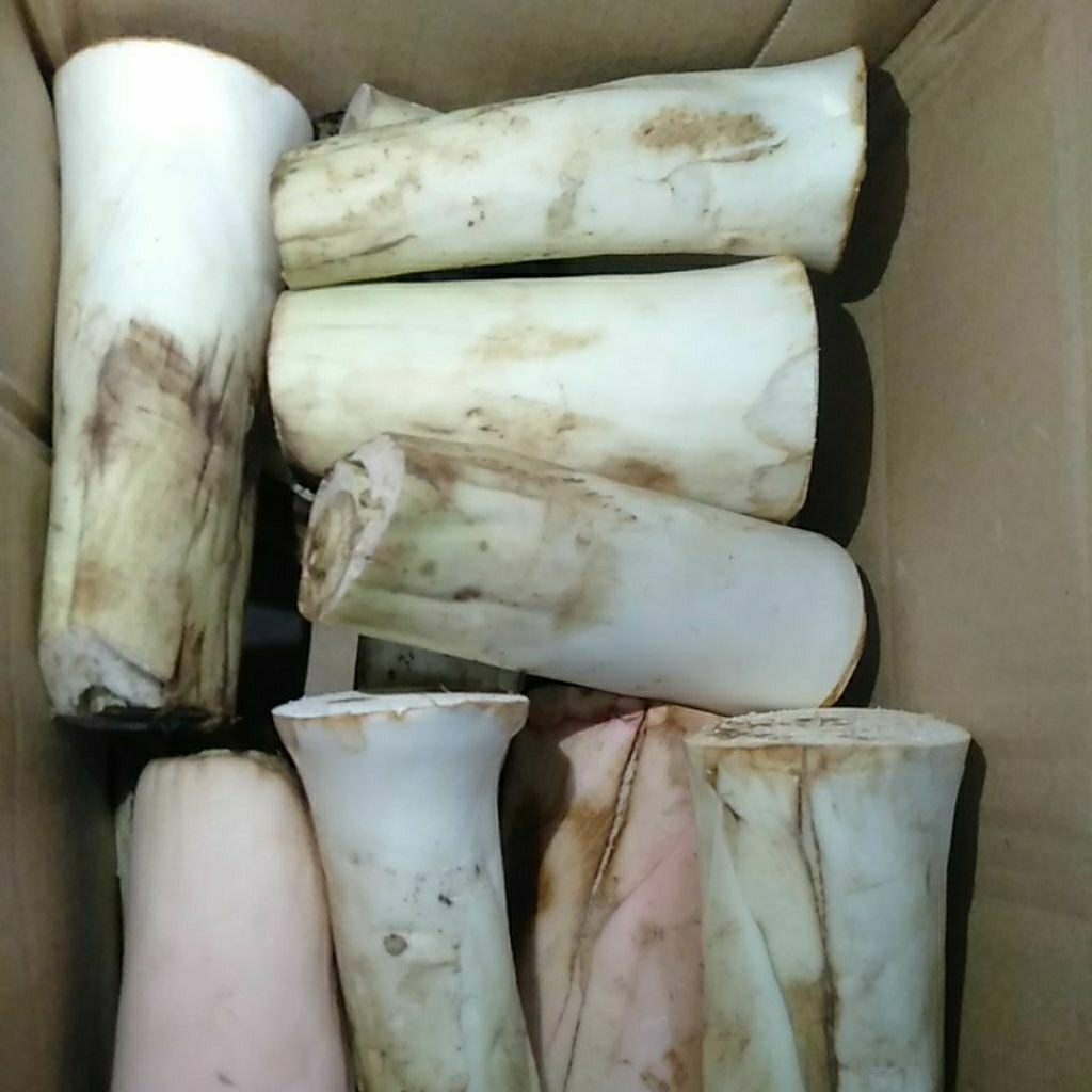 

Sayur Lompong Bentol Bentul Talas segar