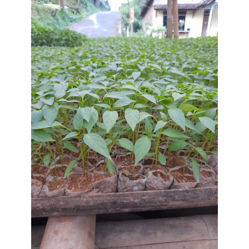 BIBIT CABE KERITING TAHAN VIRUS