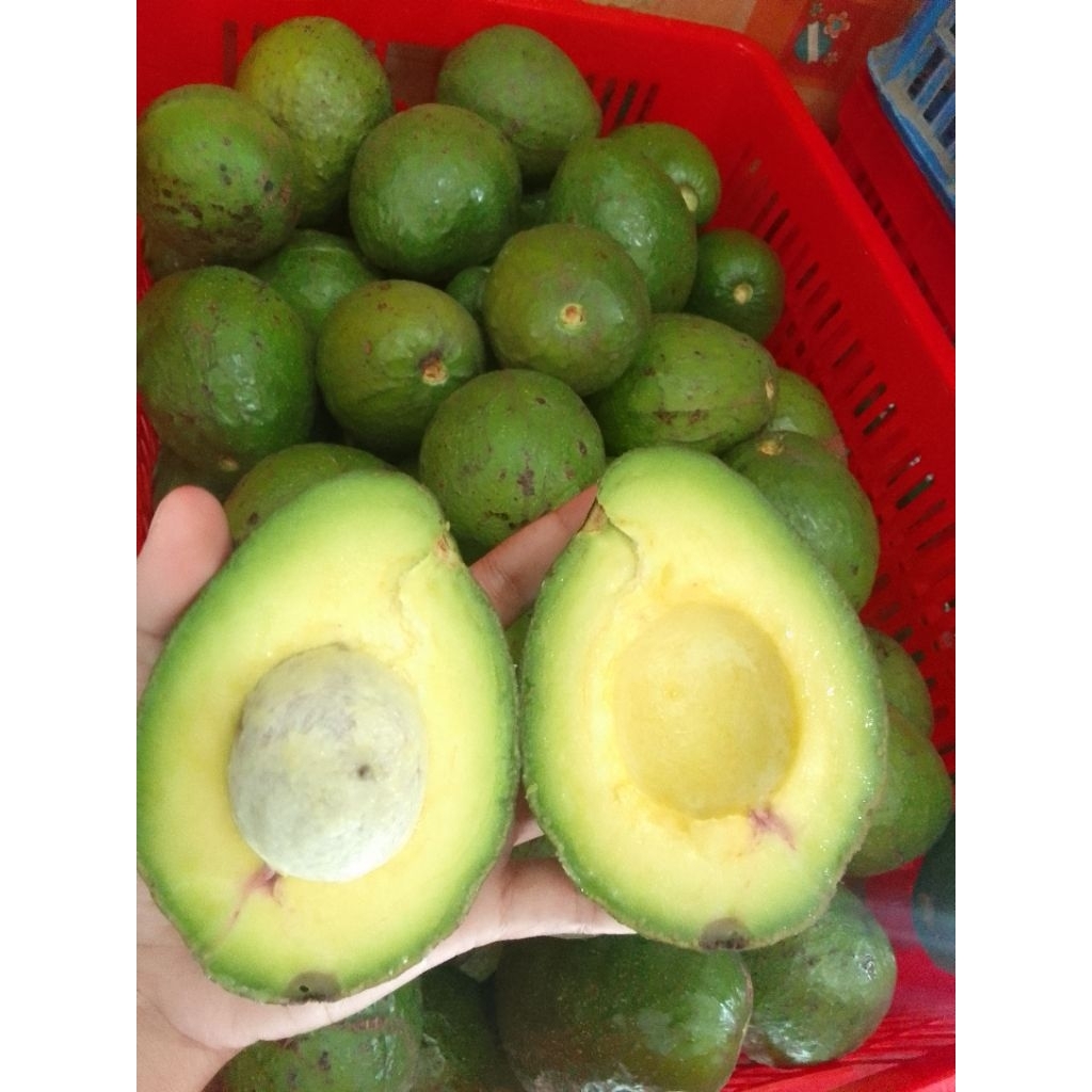 

Alpukat mentega isi 2-3-4