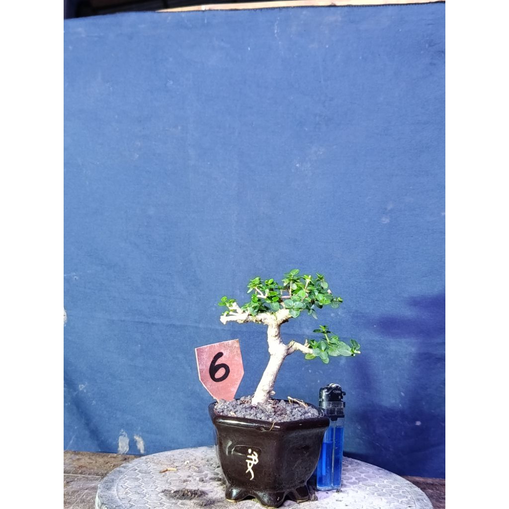 bonsai mame sito siap pajang