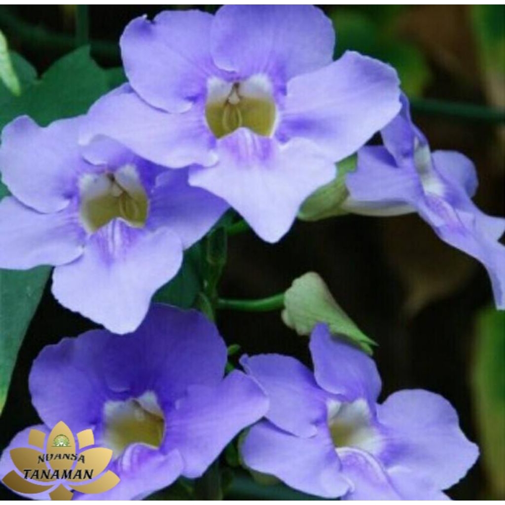 Tanaman Hias Rambat Pohon Tumbergia Bunga Biru/Pohon Rambat Tumbergia/Tanaman Pagar Tumbergia