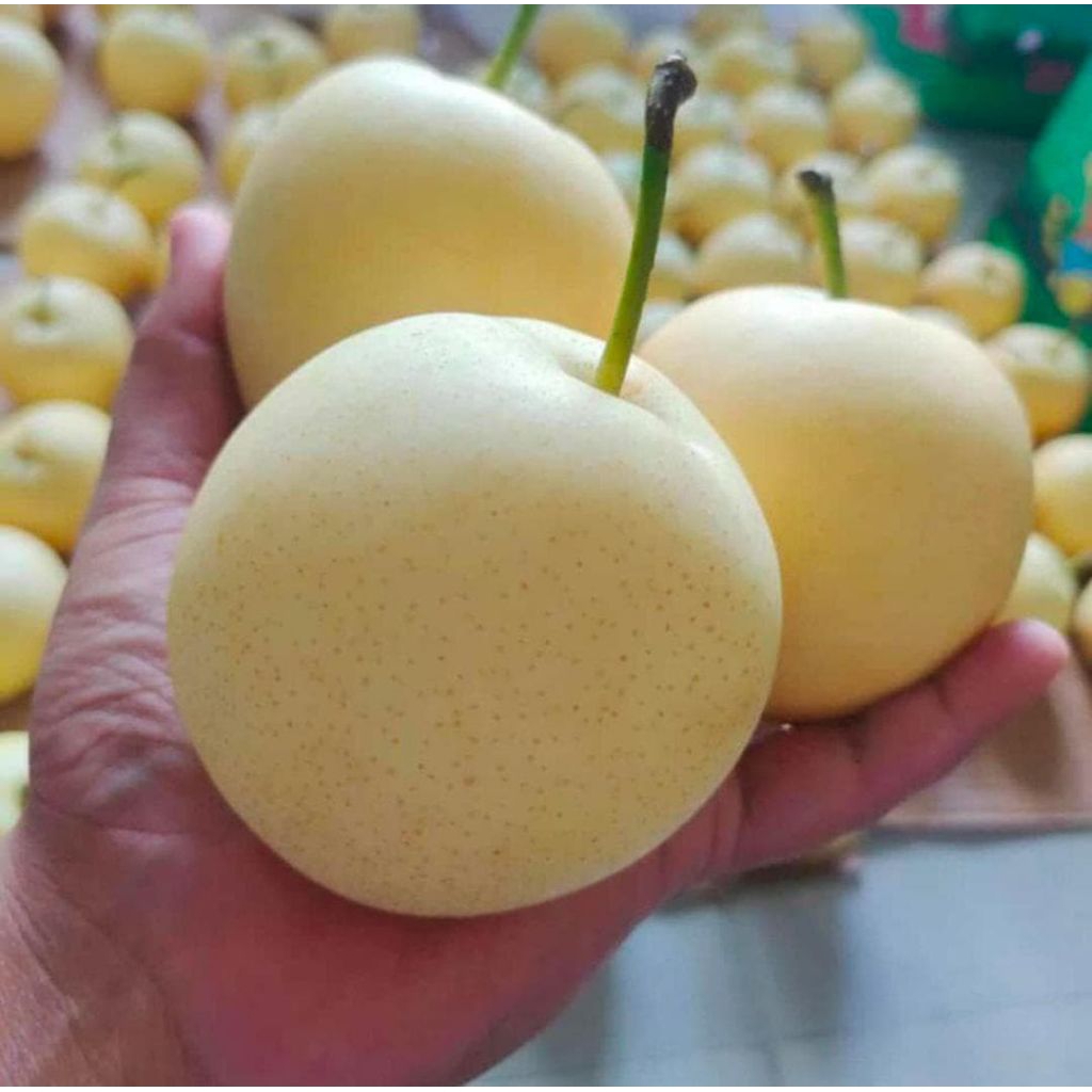 

buah peir fresh dan segar netto 1000