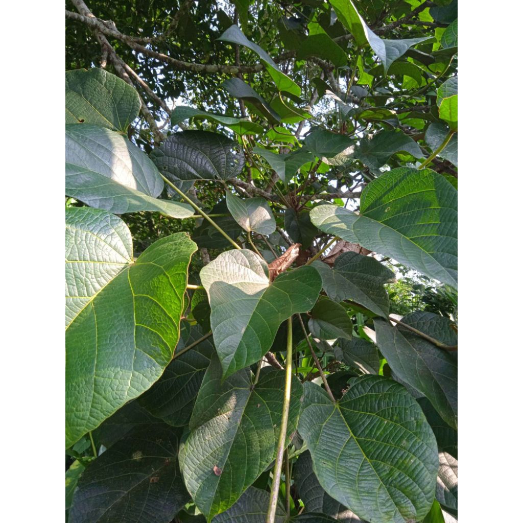 

Daun Picung/Daun Kluwek