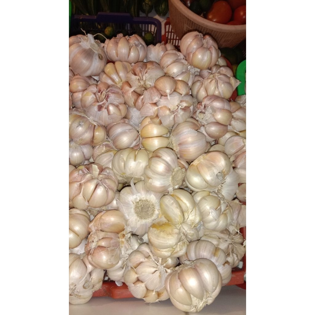 

bawang putih banci 250 gr