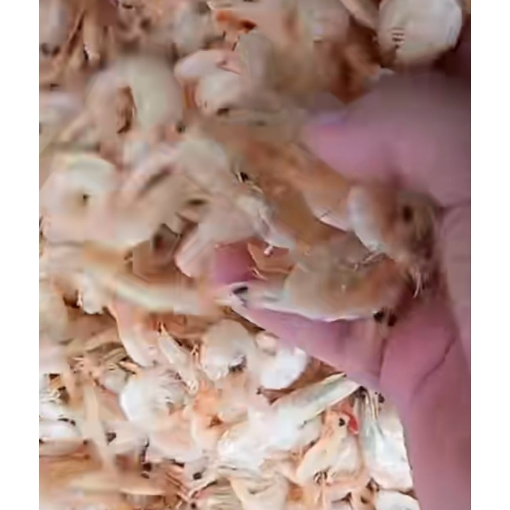 Ikan Asin Udang Kering