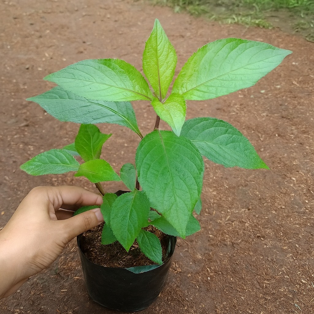 Bibit Keji Beling Segar – Tanaman Obat Herbal Daun Keji Beling Asli