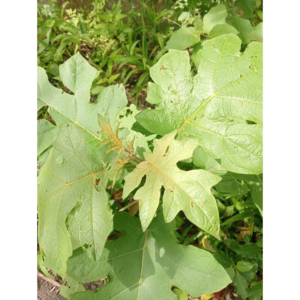 

Daun Takokak segar fresh per 150 grm