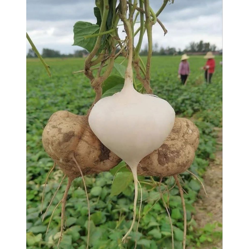 

Bengkuang Segar 1kg ,Untuk Rujak Atau isian Lumpia Murah Bisa COD GRATIS ONGKIR