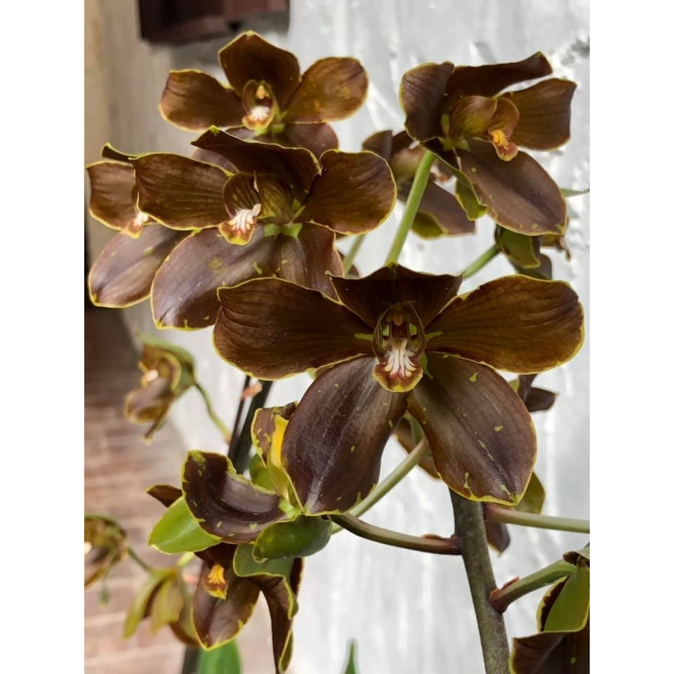 Seedling anggrek grammatophyllum hybrid