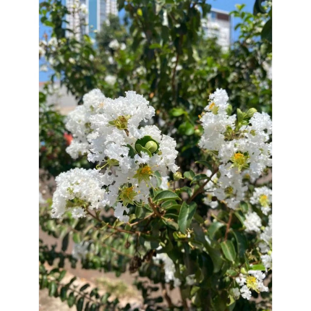 Tanaman Hias Sakura Bungur Bunga Putih / Tanaman Hias Sakura Bungur Bunga Putih