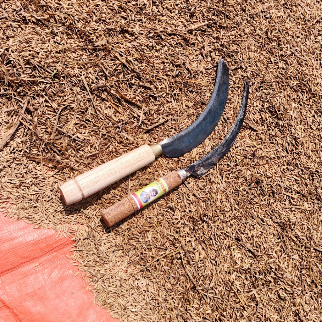 Arit Padi Gergaji khusus Padi