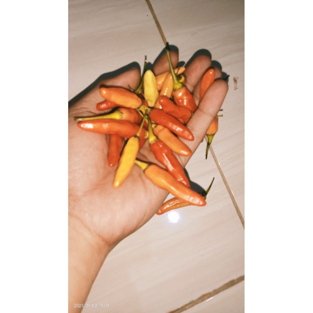 

Rawit setan ORI 1 kg