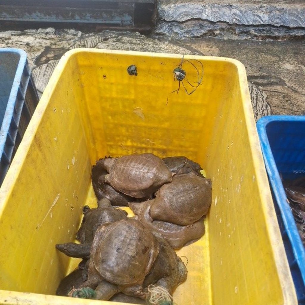 labi labi pesanan khusus