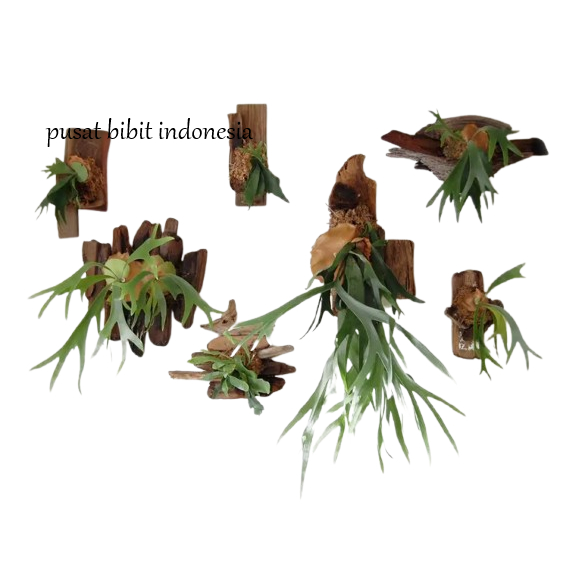 Tanaman Hias Tanduk Rusa JUMBO Platycerium