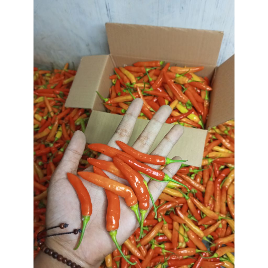 

Cabe rawit fresh langsung dari petani