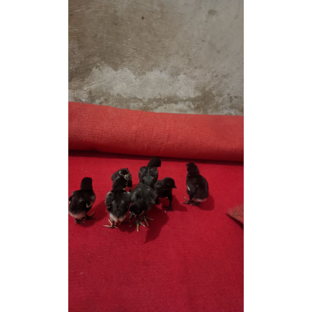 HOLDER KIRI HONDA CRF1000 ORIGINAL