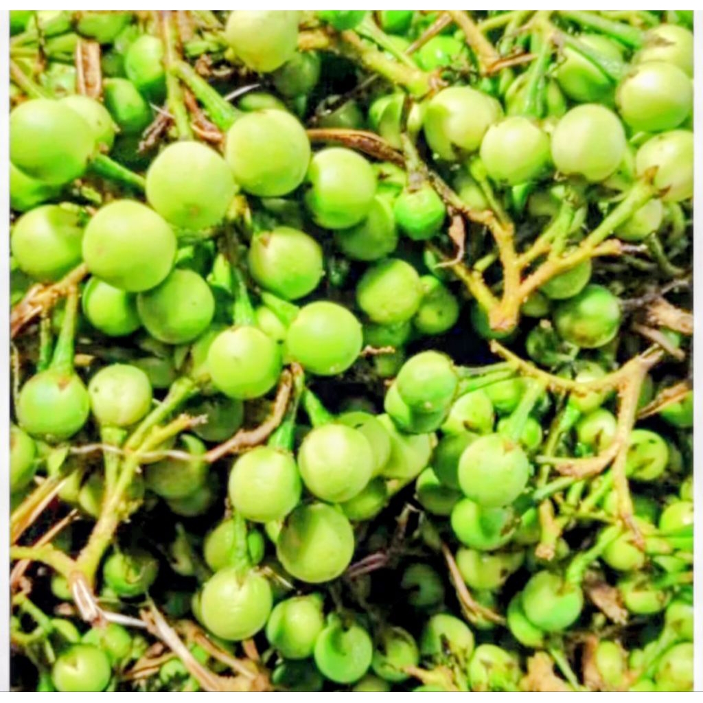 

Pokak /RIMBANG/ Tekokak