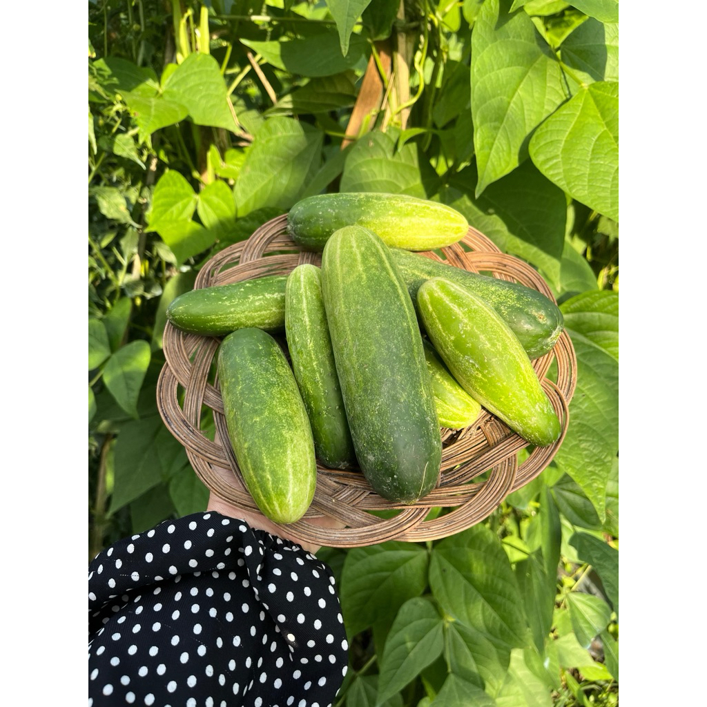 

Timun Segar Manis Ukuran Kecil 500gr