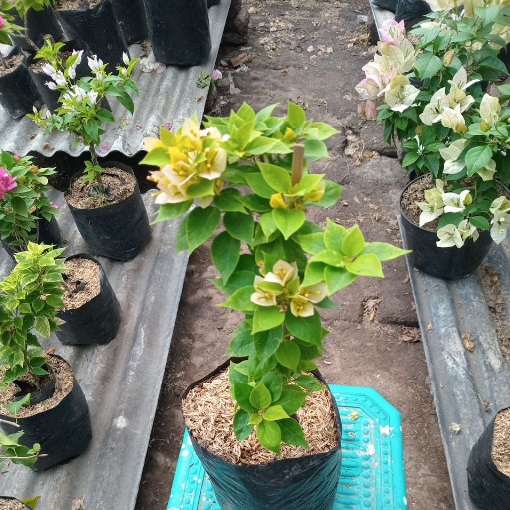 bougenville singapur micro kuning