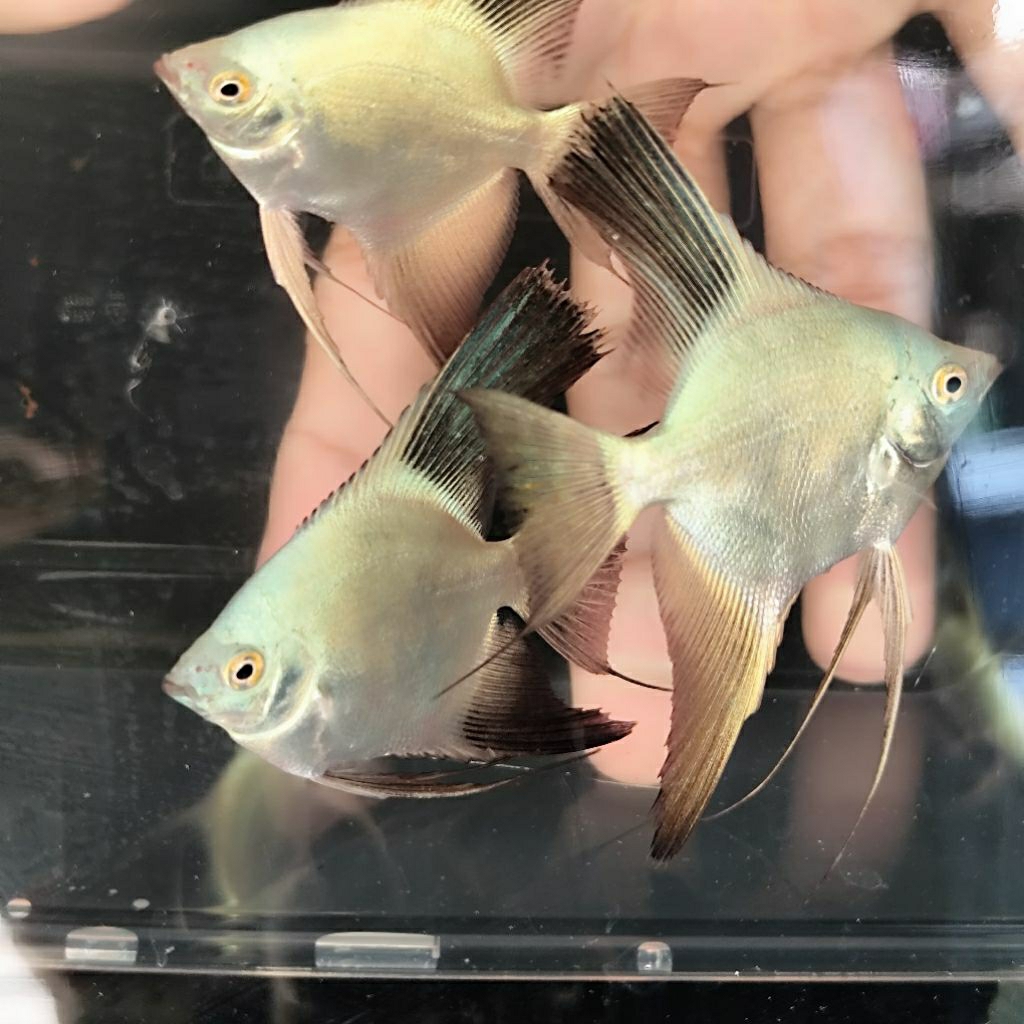 aquascape manfish bsp/Bulgarin seal point/aquarium/aksesoris/aquascape