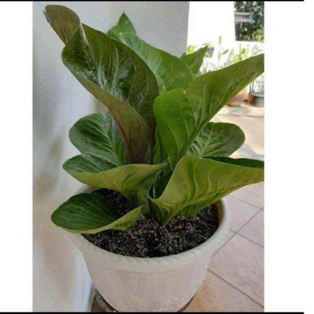 TERMURAH Antarium jemani cobra dewasa 6-10 daun