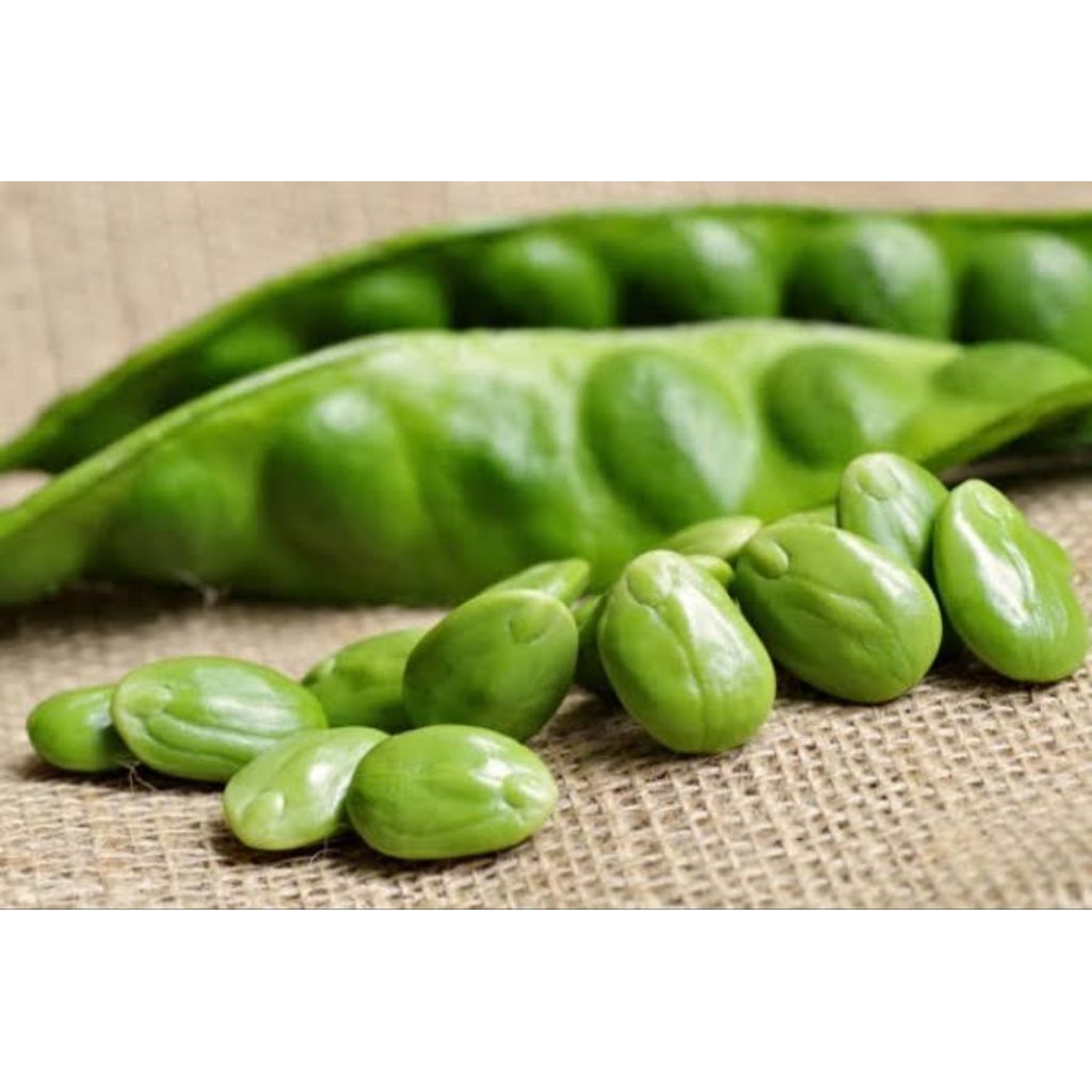 

Petei fresh berkualitas dan besar besar jual per papan atu keris