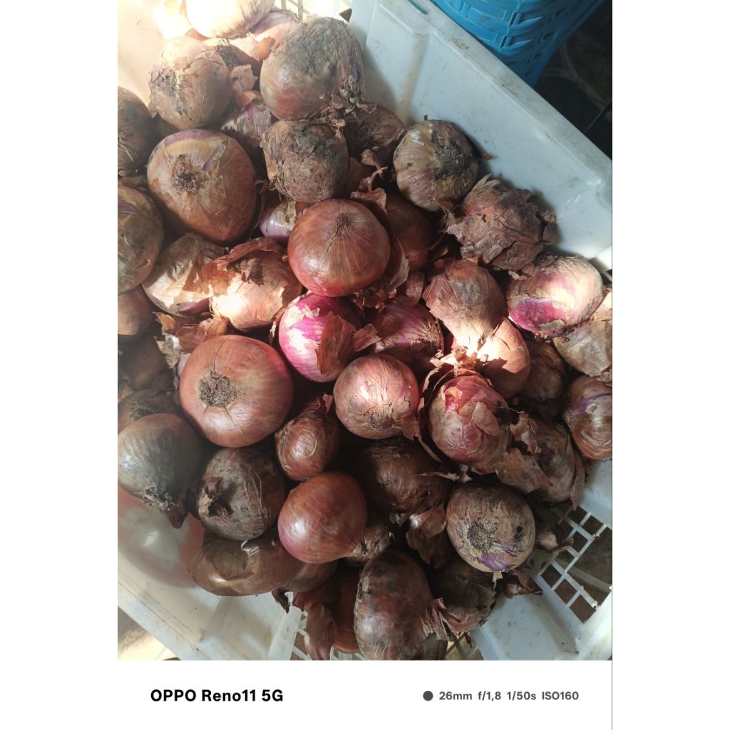 

Bawang merah India 1000gr