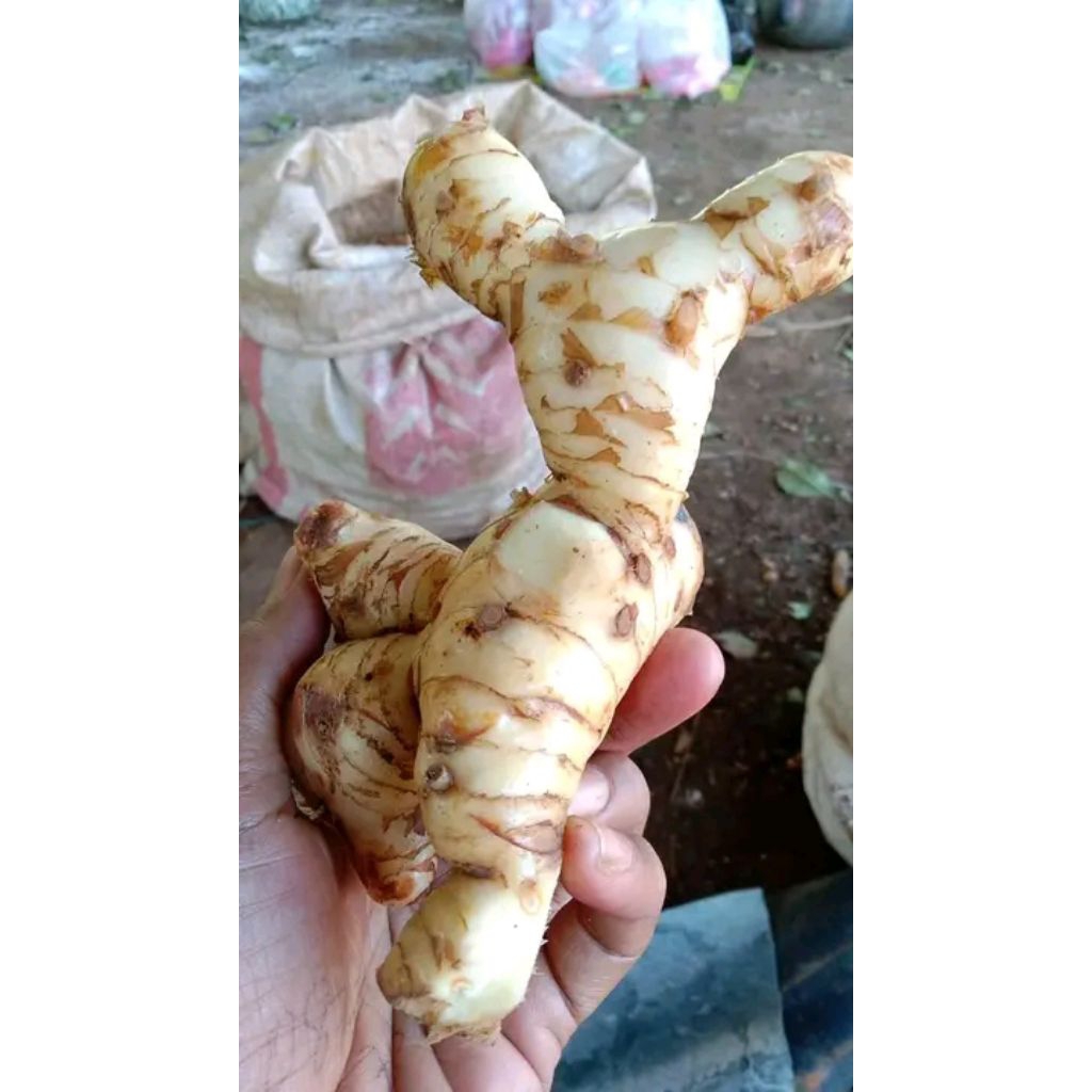 lengkuas putih segar