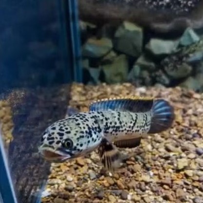 Channa Limbata Granit Good Quality Hiasan Aquarium