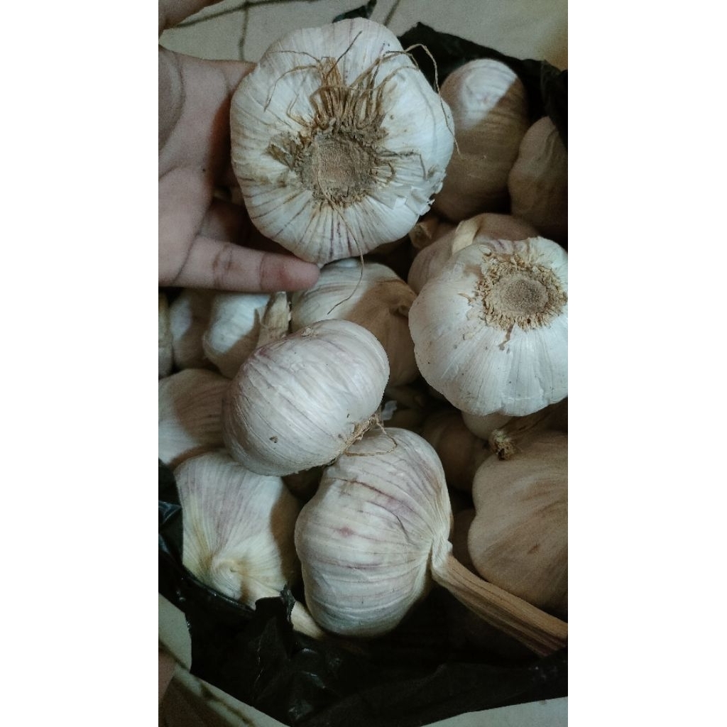

bawang putih