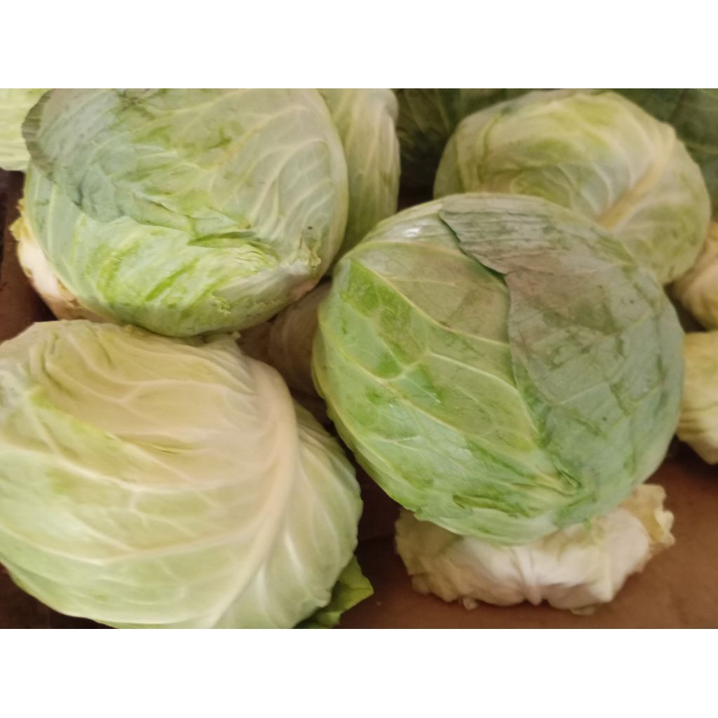 

SAYUR KEPALA KUBIS GOBIS KOBIS SEGAR