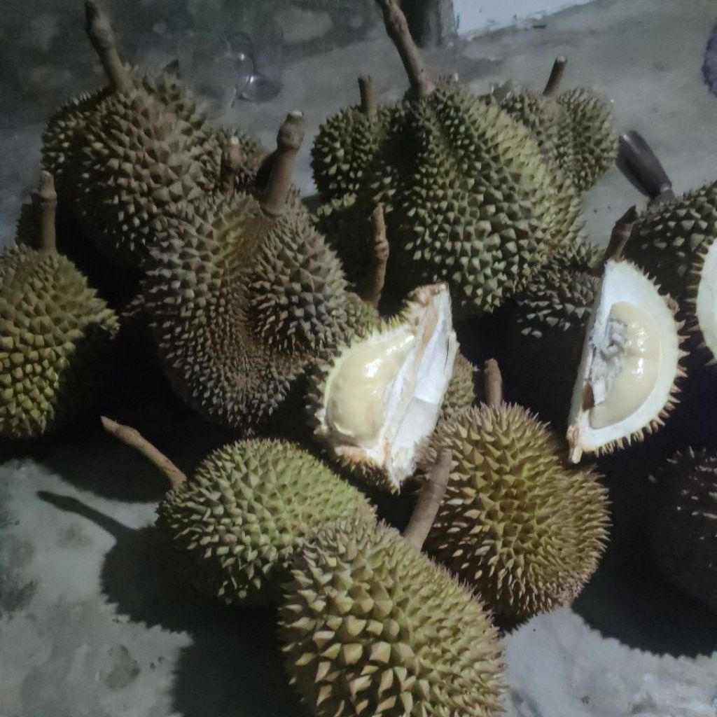 

Durian lokal Banyuwangi ukuran sedang