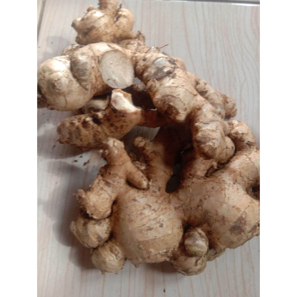 

Jahe gajah unggulan. super. bisa di konsumsi juga bisa di tanam.