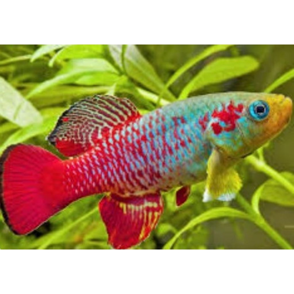 KILLIFISH GUENTHERI RED IMPORT