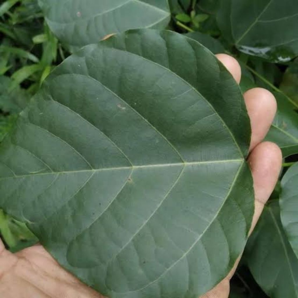 

daun dadap serep fresh segar penurun panas (demam) 25 lembar