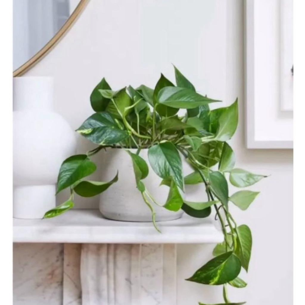 Tanaman Hias Sirih Gading - Sirih Gading Jumbo - Sirih Belanda