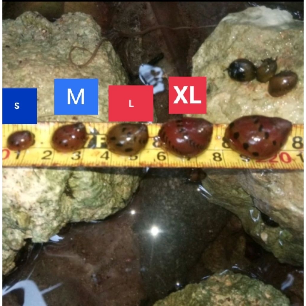 

bawang snail...order 10 free 1